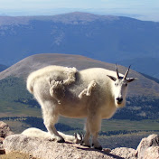 Profile Picture of Mark Bauer (@freemylovemonkey) on Youtube