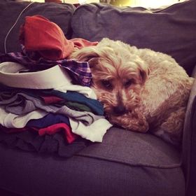 Profile Picture of Harini Srinivasan (@hsriniv) on Pinterest