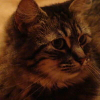 Profile Picture of Laura Meaux (@meauxdog) on Twitter