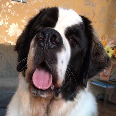 Profile Picture of Nancy The Saint Bernard (@NancyTheSaintB1) on Twitter