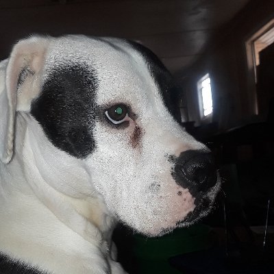 Profile Picture of ROBERT MOSHER (@ROBERTM82240816) on Twitter