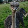 Profile Picture of Peter Spies (@peterspies123) on Tiktok