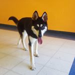 Profile Picture of Jasmine Davidson (@jasmine_the_gerberian_shepsky) on Instagram