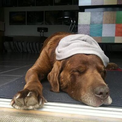 Profile Picture of Matthias Bob Salad C (@MatthiasBobSala) on Twitter