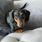 Profile Picture of Thor Marshall Stokes ⚡️ (@thortheminidoxie) on Instagram