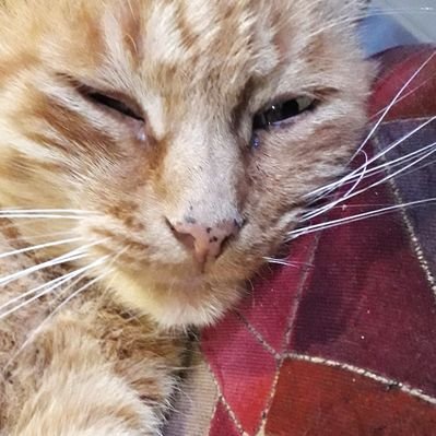 Profile Picture of NathanPhilip (@NathanPhilip12) on Twitter