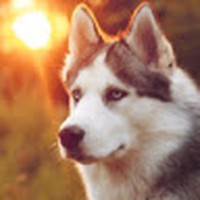 Profile Picture of Amelia Shell (@amelia-shell) on Quora