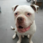 Profile Picture of Jeroen Visser (@joneeileen0) on Youtube