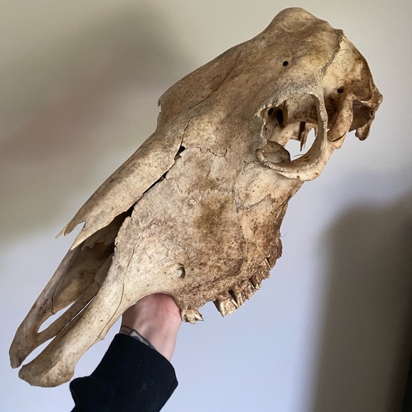 Profile Picture of Madisynn Cassiere (@madisynn_c) on Poshmark