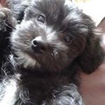 Profile Picture of Sue Crabbe (@crabbesue) on Instagram