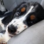 Profile Picture of Tracey Coleman Conant (@tmc2366) on Instagram