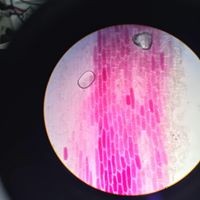 Profile Picture of Fiona Moore (@fiona-moore-37) on Quora