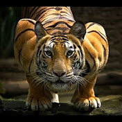 Profile Picture of Marisa Franzoni (@calango323) on Youtube