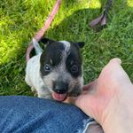 Profile Picture of Josh Searcy (@jsrcy) on Instagram