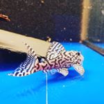 Profile Picture of Daniel.Weller (@daniel_fishing_aquaristik) on Instagram