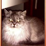 Profile Picture of Marie (@_marilyn_bells_) on Instagram