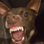 Profile Picture of Señor Peterson (@peterascenciosando) on Instagram