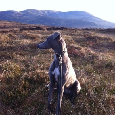 Profile Picture of Barry Halpin (@halpin73) on Twitter