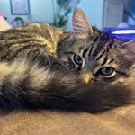 Profile Picture of Alicia Hershey (@hersheyalicia) on Instagram