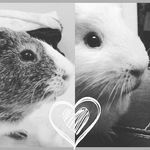 Profile Picture of tara Merrifield (@tara_dancing) on Instagram