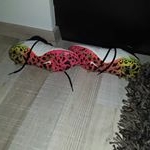 Profile Picture of Colin Maximilian Steiner (@colinmaximilian) on Instagram