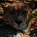 Profile Picture of David De Jager (@vet.koek) on Instagram