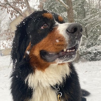 Adam - Twitter Profile Picture of Adam (@NotSchwartzberg) on Twitter