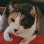 Profile Picture of Zachary Tomsas Kubiak (@tomsas6590) on Instagram