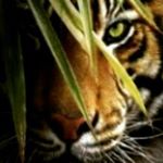 Profile Picture of kevin mumma (@kevin_mumma15) on Instagram
