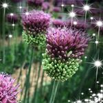 Profile Picture of Felicity Rivers (@sarah.muddle.5) on Instagram