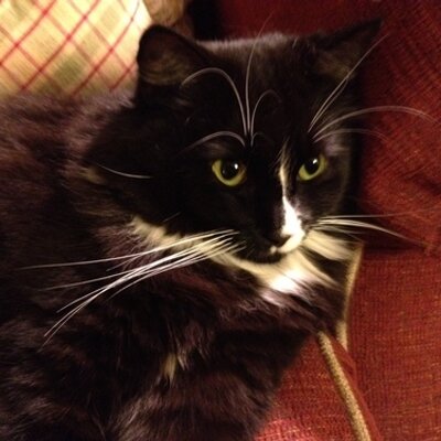 Profile Picture of Dr. Robert Hayden (@iriscitychiro) on Twitter