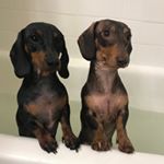 Profile Picture of 💗 Ruby & Otto 💙 (@dachshundfam) on Instagram