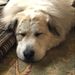 Profile Picture of Mike Williams (@gerwyncanada) on Pinterest