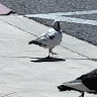 Profile Picture of Joshua Pan (@joshua-pan-16) on Quora