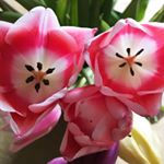 Profile Picture of Lori Fuller (@iamlorifuller) on Instagram