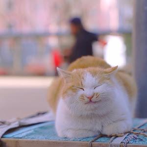 Profile Picture of Cora leung (@coraleung) on Tiktok