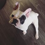 Profile Picture of Levi Theodore 👔 (@levi.thefrenchie) on Instagram