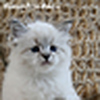 Profile Picture of Alexandrite Siberians (@Alexandrite Siberians) on Flickr