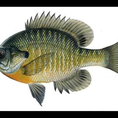 Profile Picture of Matthew Wayne Bennet (@BennetWayne) on Twitter