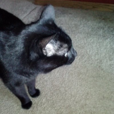 Profile Picture of Christopher Husby (@PrestoChristo) on Twitter