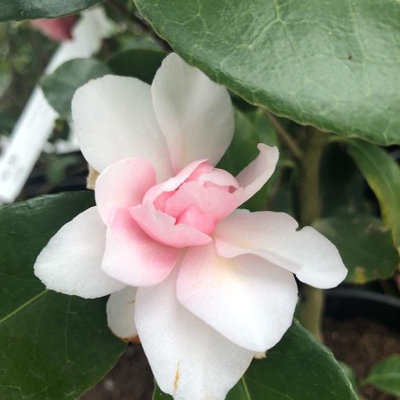 Heather Sholander - Poshmark Profile Picture of Heather Sholander (@hsho) on Poshmark