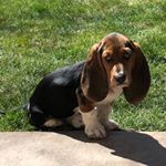Profile Picture of Gertrude “Gertie” Gibson (@gertiegirlbasset) on Instagram