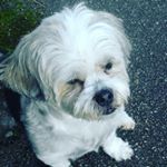 Profile Picture of alison_lacoste (@alison_lacoste) on Instagram