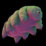 Profile Picture of Max Wolf (@maxeswithwolves) on Instagram