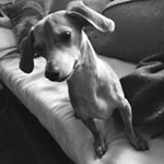 Profile Picture of Stephen Papa (@stella_chiweenie_) on Instagram