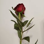 Profile Picture of Catherine Anderson (@Catherine-Anderson) on Facebook