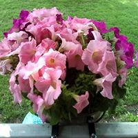 Profile Picture of Betty Davis Stevens (@betty-davis-stevens) on Quora