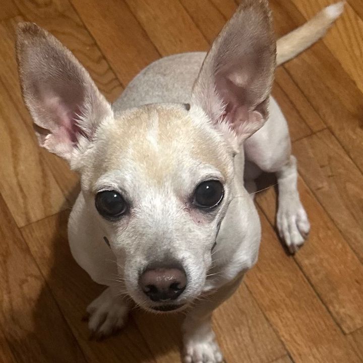 Profile Picture of Cookie Gonzalez (@cookieg0409) on Tiktok