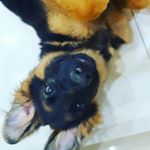 Profile Picture of Jerry-lee (@jerrylee_thegermanshepherd) on Instagram