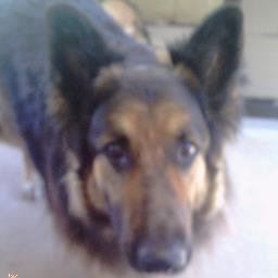 Profile Picture of Robert Pridgen (@RobertPridgen10) on Twitter